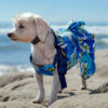 Dog at beach wearing blue sundress