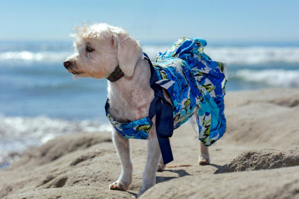 Dog at beach wearing blue sundress