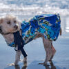 Dog at beach wearing blue sundress looking right