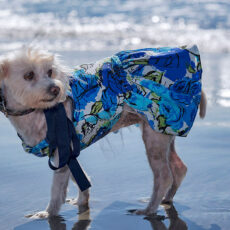 Dog at beach wearing blue sundress looking right