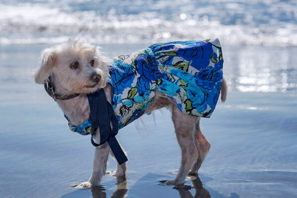 Dog at beach wearing blue sundress looking right