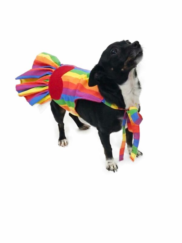 Dog wearing rainbow sundress looking up