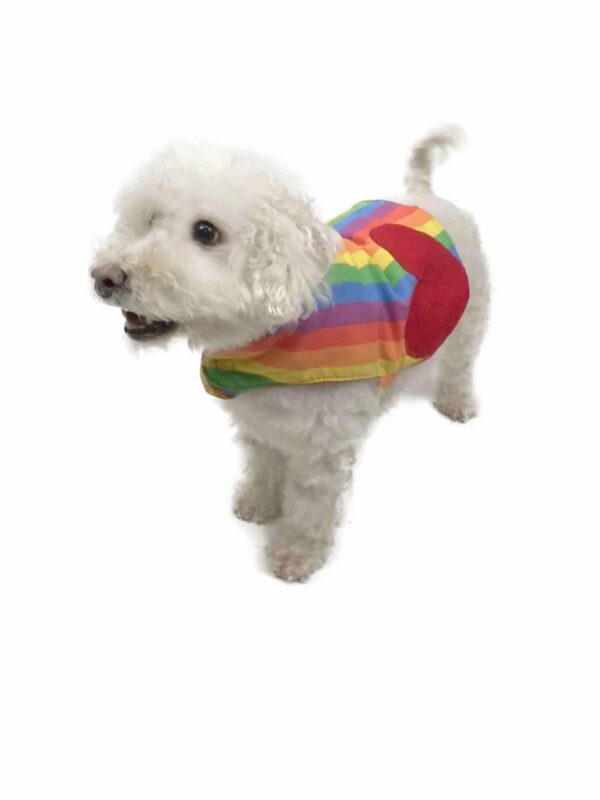 Poodle wearing rainbow top