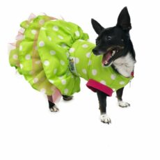 Happy dog wearing green dress