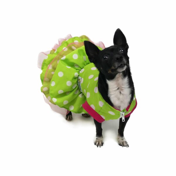 Dog wearing green polka dot dressy outfit
