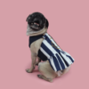 Pug sitting wearing nautical outfit