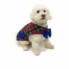 Poodle sitting wearing a tartan outfit