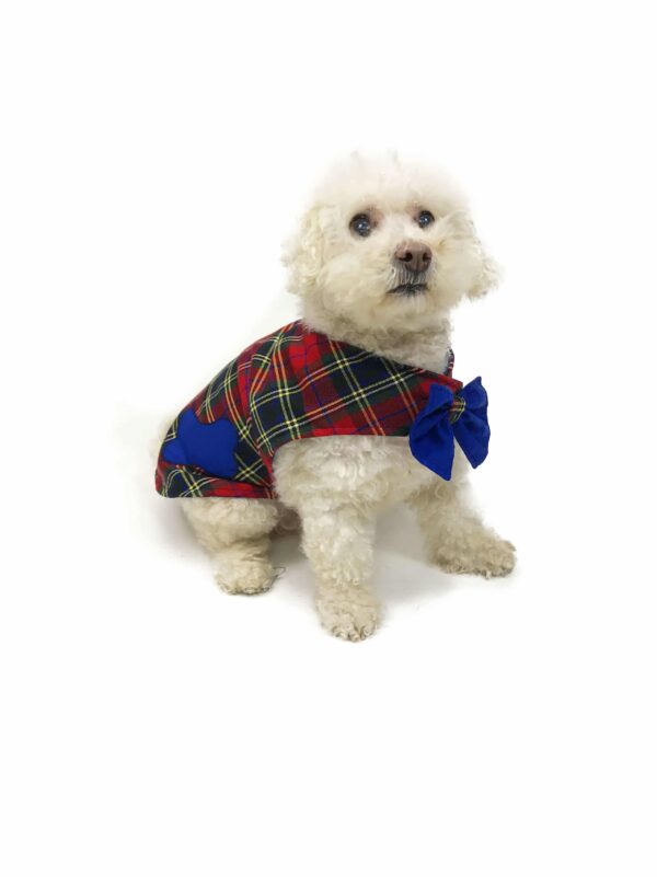 Poodle sitting wearing a tartan outfit