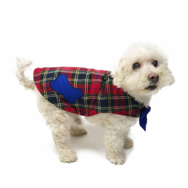 Poodle wearing a tartan outfit
