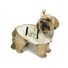 dog with elegant tartan tuxedo looking at camera