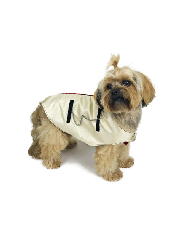 dog with elegant tartan tuxedo looking at camera