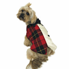 back view of dog with elegant tartan tuxedo