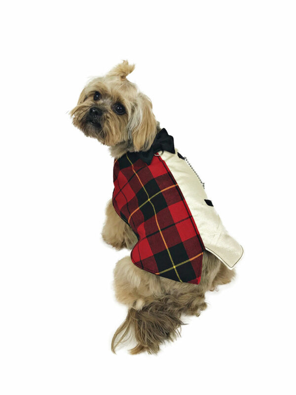 back view of dog with elegant tartan tuxedo