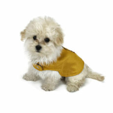 small puppy wearing elegant golden tuxedo