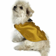 Puppy wearing elegant golden tuxedo