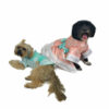 two dogs with formal gowns