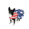 Dog wearing patriotic themed dress