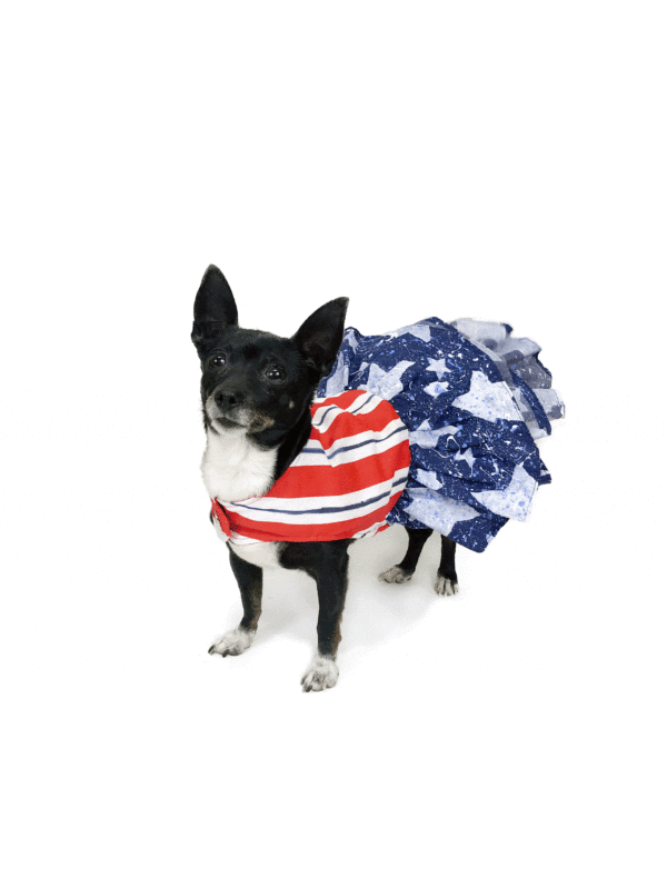 Dog wearing patriotic themed dress