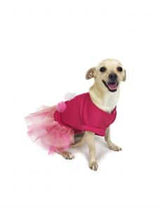 Happy dog wearing pink outfit