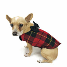 dog with elegant tartan tuxedo looking at camera