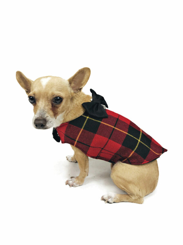 dog with elegant tartan tuxedo looking at camera