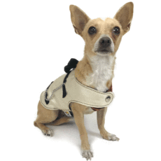 dog with elegant attire looking up