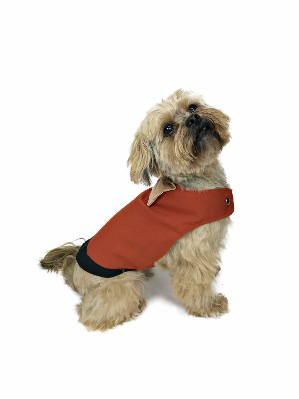 Dog stretching wearing Brick red elegant dog tuxedo