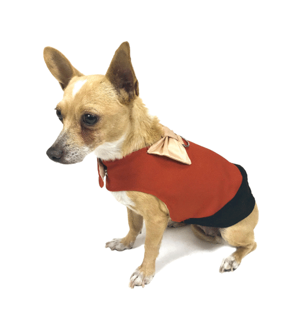 Brick red elegant dog tuxedo looking to side