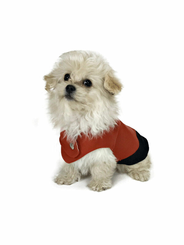 Dog wearing Brick red elegant dog tuxedo