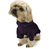 Dog sitting wearing purple hoodie