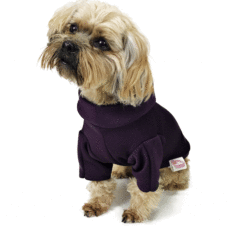 Dog sitting wearing purple hoodie