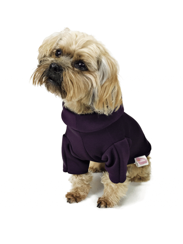 Dog sitting wearing purple hoodie
