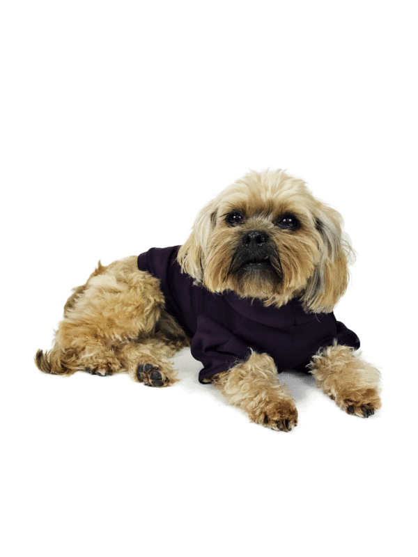 Dog laying down wearing black hoodie