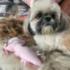 Dog with axolotl toy