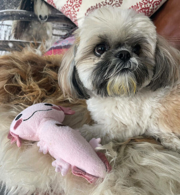 Dog with axolotl toy