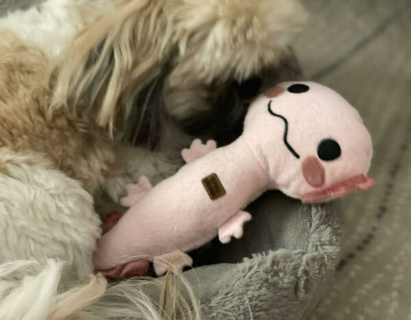 Dog snuggling with axolotl dog toy