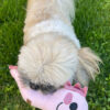 Dog playing with axolotl toy