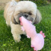 Dog with axolotl dog toy