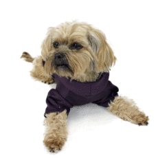 Dog wearing a purple hoodie