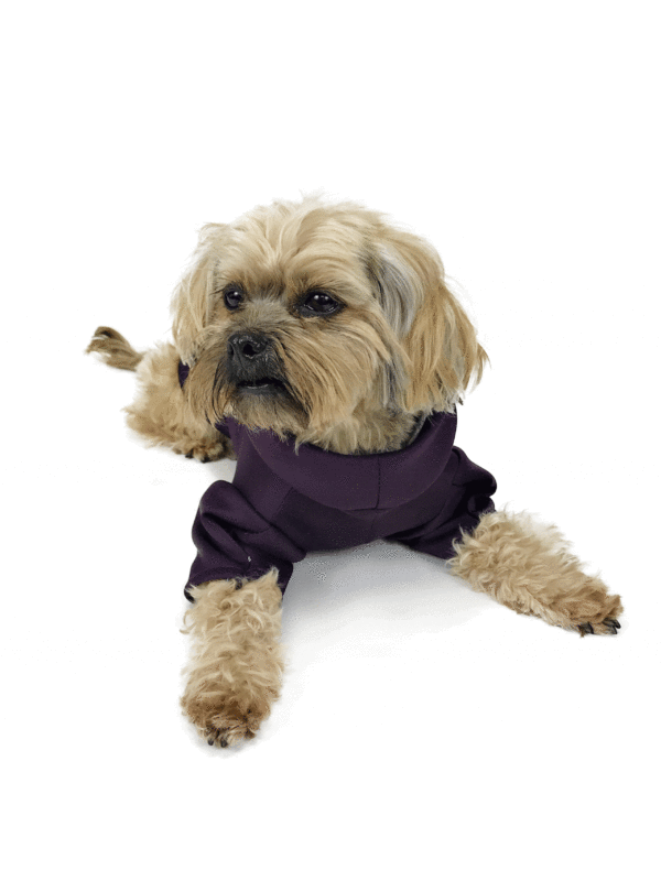 Dog wearing a purple hoodie