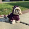 Dog wearing purple axolotl costume