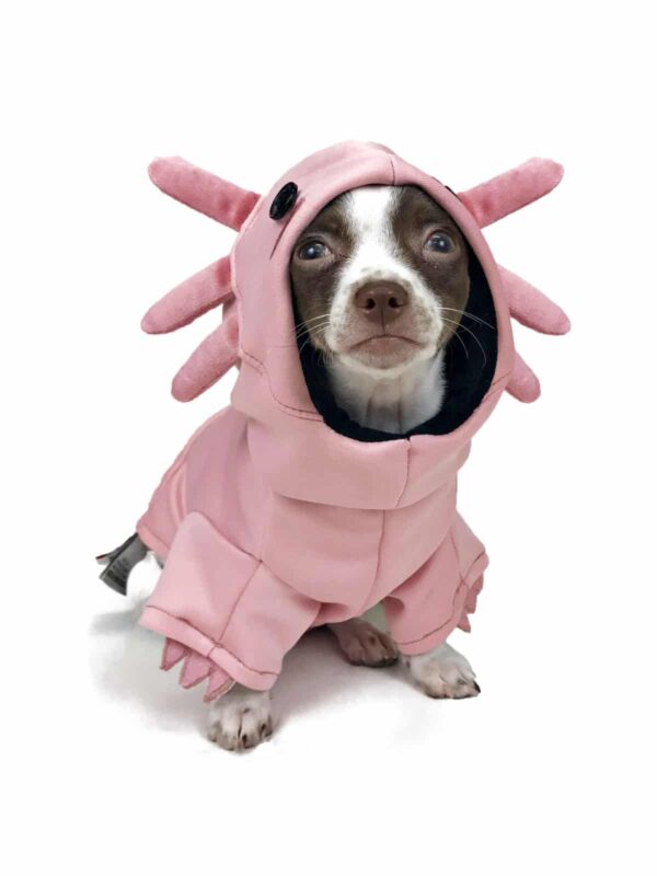 Dog wearing pink axolotl hoodie costume