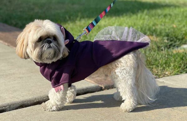 Dog wearing purple axolotl costume hoodie