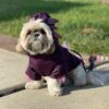 Dog sitting weating purple axolotl hoodie costume