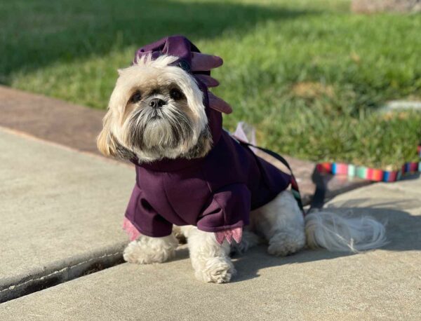 Dog sitting weating purple axolotl hoodie costume