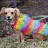 dog wearing color rainbow tutu