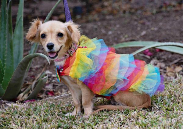 dog wearing color rainbow tutu