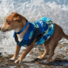 Dog at beach wearing blue rose patterned shirt with waves