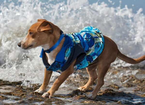 Dog at beach wearing blue rose patterned shirt with waves