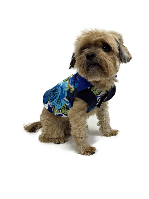Dog wearing blue rose patterned dog shirt
